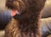Two handsome Schnoodle Boys Available Now