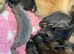 Silver sable female reduced to find her forever home