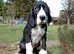 Pedigree KC Registered Great Dane puppies for sale