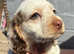 Cocker spaniel puppies
