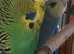 ONE BLUE/LEMON BABY AND ONE PROVEN BREEDING HEN BIRD  prices listed with info about each bird for sale deals and cage option available