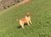 4 year old Plummer terrier