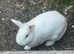 Holland lop eared white rabbit