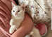 White kitten for sale
