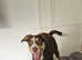 Beautiful Borador pup looking for her forever home