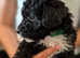 Jackapoo pups boys