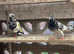Highflyers breeding pair