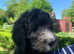 Sheepadoodle puppies (Doodles) old English sheepdog x poodle pups