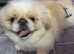 Stunning top quality cream and white Pekingese male