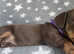 4 KC registered dachshund pups