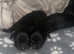 2 beautiful puppies ready for rehoming on the 22nd of July