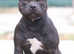 (2 stunning solid black girls left) KC registered Skythor puppies