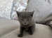 Russian Blue boy kitten