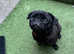 Miniature pug