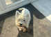 West Highland white terrier puppies 2 girls