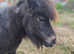 Pedigree shetland mare broken to ride