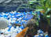 Bristle nose plecos