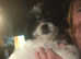 Puppy for sale