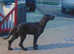 DEERHOUND/WIREHAIRED HUNGARIAN VISZLA PUPPIES
