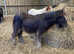 Heavy hairy mini cob