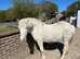 Rainbow - 13hh - 14year old project pony