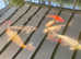 16 Koi carp fish