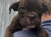 Olde English bulldog puppies