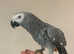 Young Handreared Super Tame African Greg Parrot