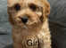 Last little girl