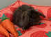 6 mini lop babies available