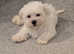 Sweet Maltese Puppies Looking for Their Forever Homes!