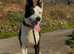 Beautiful Merle & black/ white collie pups reasy to reserve