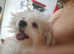 Gorgeous puppies for final discount sale