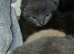 American shorthair kittens