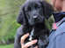 Springador Labrador x springer