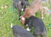 Border collie greyhound
