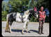 Pretty coloured mare rising 5 .12.3/13hh  dartmoor hill pony pi