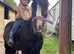 Cob Gelding 11.3 hh