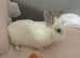 Beautiful rabbit