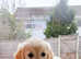 Golden Retriever, near Greater Manchester