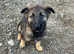 X 2 Mali X GSD bitch pups.