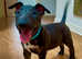 Stunning KC Registered Bull Terrier Puppy - Rare Colour - Ready Now