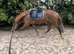 Exceptional 3yo (2022) Fully Registered New Forest