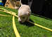 Kc registered Golden Retriever  puppies cornwall