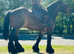 Gorgeous fully registered Belgium draft riding mare