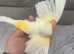Canary