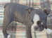 Beautiful Boston terrier pups