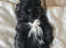 3 male shih tzu puppies