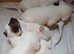 **Parson Russell Terriers** 1 boys still available 24th Aug