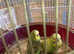 Budgies for sale